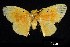  (Artaxa - USNM ENT 00933782)  @15 [ ] Unspecified (default): All Rights Reserved  Unspecified Unspecified