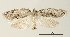  (Isotenes sp. 2 - USNM ENT 00829122)  @14 [ ] Unspecified (default): All Rights Reserved  Unspecified Unspecified