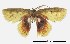  (Chrysocraspeda sp. AAC8547 - USNM ENT 00202593)  @13 [ ] Unspecified (default): All Rights Reserved  Unspecified Unspecified