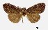  (Teia sp. ABX5688 - USNM ENT 00933835)  @13 [ ] Unspecified (default): All Rights Reserved  Unspecified Unspecified