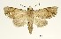  (Mecistoptera - USNM ENT 00933854)  @15 [ ] Unspecified (default): All Rights Reserved  Unspecified Unspecified