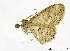  (Perixera sp. AAI2525 - USNM ENT 00933817)  @14 [ ] Unspecified (default): All Rights Reserved  Unspecified Unspecified