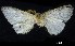  (Leucoma sp. ABU6384 - USNM ENT 00933850)  @13 [ ] Unspecified (default): All Rights Reserved  Unspecified Unspecified