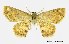  (Chrysocraspeda prouti - USNM ENT 00933767)  @14 [ ] Unspecified (default): All Rights Reserved  Unspecified Unspecified