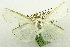  ( - USNM ENT 00203725)  @13 [ ] Unspecified (default): All Rights Reserved  Unspecified Unspecified