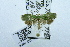  ( - USNM ENT 00204922)  @13 [ ] Unspecified (default): All Rights Reserved  Unspecified Unspecified
