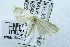  (Odites sp. AAH3008 - USNM ENT 00206612)  @13 [ ] Unspecified (default): All Rights Reserved  Unspecified Unspecified