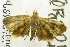  (Choreutis JR3 - USNM ENT 00703187)  @11 [ ] Unspecified (default): All Rights Reserved  Unspecified Unspecified
