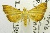  (Isocentris nr. aequalis - USNM ENT 00703211)  @14 [ ] Unspecified (default): All Rights Reserved  Unspecified Unspecified