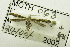  (Caloptilia octopunctata - USNM ENT 00731214)  @13 [ ] Unspecified (default): All Rights Reserved  Unspecified Unspecified