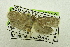  (Peritornenta sp. AAL8315 - USNM ENT 00731234)  @14 [ ] Unspecified (default): All Rights Reserved  Unspecified Unspecified