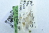  (Cornuticlava nr. heijningeni - USNM ENT 00731307)  @11 [ ] Unspecified (default): All Rights Reserved  Unspecified Unspecified