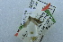 (Lopharcha sp - USNM ENT 00731308)  @11 [ ] Unspecified (default): All Rights Reserved  Unspecified Unspecified
