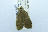  ( - USNM ENT 00731364)  @13 [ ] Unspecified (default): All Rights Reserved  Unspecified Unspecified