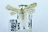  (Scythropiodes nr. perissa - USNM ENT 00731389)  @11 [ ] Unspecified (default): All Rights Reserved  Unspecified Unspecified