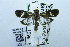  (Imma nr. niphopelta - USNM ENT 00731416)  @14 [ ] Unspecified (default): All Rights Reserved  Unspecified Unspecified