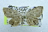  (Dysaethria sp. AAN5052 - USNM ENT 00731438)  @14 [ ] Unspecified (default): All Rights Reserved  Unspecified Unspecified
