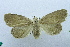  (Simplicia notata - USNM ENT 00731552)  @13 [ ] Unspecified (default): All Rights Reserved  Unspecified Unspecified