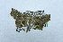  ( - USNM ENT 00731555)  @13 [ ] Unspecified (default): All Rights Reserved  Unspecified Unspecified