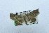  (Throana sp. AAM9699 - USNM ENT 00731556)  @14 [ ] Unspecified (default): All Rights Reserved  Unspecified Unspecified