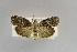  ( - USNM ENT 01069859)  @11 [ ] CreativeCommons  Attribution (by) (2022) Unspecified Smithsonian Institution, National Museum of Natural History