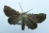  ( - USNM ENT 00206319)  @13 [ ] Unspecified (default): All Rights Reserved  Unspecified Unspecified