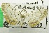  (Pycnarmon sp. AAL5933 - USNM ENT 00719019)  @14 [ ] Unspecified (default): All Rights Reserved  Unspecified Unspecified