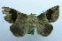  ( - USNM ENT 00730877)  @13 [ ] Unspecified (default): All Rights Reserved  Unspecified Unspecified
