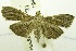  (Omiodes sp. AAL6246 - USNM ENT 00731071)  @14 [ ] Unspecified (default): All Rights Reserved  Unspecified Unspecified