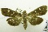  (Authaeretis - USNM ENT 00731093)  @14 [ ] Unspecified (default): All Rights Reserved  Unspecified Unspecified