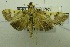  (Nosophora barbata - USNM ENT 00731161)  @14 [ ] Unspecified (default): All Rights Reserved  Unspecified Unspecified
