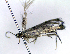  (Elachista adunca - OP955859)  @11 [ ] CreativeCommons - Attribution Non-Commercial Share-Alike (2023) Unspecified Vilnius University