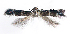  (Elachista stonisi - OP955854)  @11 [ ] CreativeCommons - Attribution Non-Commercial Share-Alike (2023) Unspecified Vilnius University
