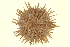  ( - 10BIOBC-EC068)  @13 [ ] CreativeCommons - Attribution (2011) CBG Photography Group Centre for Biodiversity Genomics
