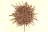  ( - 10BIOBC-EC078)  @13 [ ] CreativeCommons - Attribution (2011) CBG Photography Group Centre for Biodiversity Genomics
