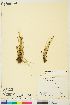  ( - CAN10001204)  @11 [ ] CreativeCommons - Attribution Non-Commercial Share-Alike (2018) Canadian Museum of Nature Canadian Museum of Nature