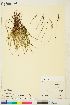  ( - CAN10001224)  @11 [ ] CreativeCommons - Attribution Non-Commercial Share-Alike (2018) Canadian Museum of Nature Canadian Museum of Nature