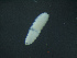 (Dasineura apicata - USGA339)  @11 [ ] CreativeCommons - Attribution Non-Commercial Share-Alike (2018) Philip Butterill Institute of Entomology, Biology Centre CAS, Ceske Budejovice