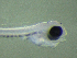  ( - BRCD-1270)  @11 [ ] CreativeCommons - Attribution Share-Alike (2021) Unspecified Sheep Breedin Research Institute