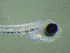  ( - BRCD-1270)  @11 [ ] CreativeCommons - Attribution Share-Alike (2021) Unspecified Sheep Breedin Research Institute