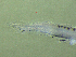  ( - BRCD-1256)  @11 [ ] CreativeCommons - Attribution Share-Alike (2021) Unspecified Sheep Breedin Research Institute