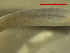  ( - BRCD-21)  @11 [ ] CreativeCommons - Attribution Share-Alike (2021) Unspecified Sheep Breedin Research Institute