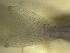  ( - BRCD-595)  @11 [ ] CreativeCommons - Attribution Share-Alike (2021) Unspecified Sheep Breedin Research Institute