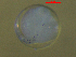  ( - BRCD-595)  @11 [ ] CreativeCommons - Attribution Share-Alike (2021) Unspecified Sheep Breedin Research Institute