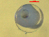  ( - BRCD-595)  @11 [ ] CreativeCommons - Attribution Share-Alike (2021) Unspecified Sheep Breedin Research Institute