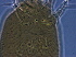  ( - GD112-2)  @11 [ ] CreativeCommons - Attribution Non-Commercial Share-Alike (2020) Unspecified Nanjing Agriculture university