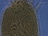  ( - GD112-2)  @11 [ ] CreativeCommons - Attribution Non-Commercial Share-Alike (2020) Unspecified Nanjing Agriculture university