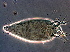  ( - NJAU-Dip-19)  @11 [ ] CreativeCommons - Attribution Non-Commercial Share-Alike (2050) Unspecified Nanjing Agriculture university