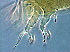 ( - NJAU-Dip-19)  @11 [ ] CreativeCommons - Attribution Non-Commercial Share-Alike (2051) Unspecified Nanjing Agriculture university