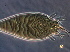  ( - NJAU-Dip-21)  @11 [ ] CreativeCommons - Attribution Non-Commercial Share-Alike (2054) Unspecified Nanjing Agriculture university